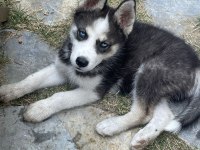 3 AYLIK SAFKAN ERKEK HUSKY