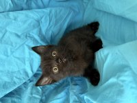 Kaliteli 1. Sınıf british shorthair yavrular