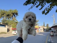 Üst kalite Aşılı Dişi Maltipoo Yavrumuz