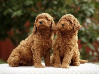 Minnoş poodle yavrular