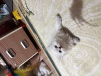 Dişi son kalan yavru british longhair
