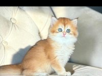 Safkan British Longhair Kediler