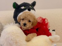 Yavru Maltipoo Bebeklerimiz