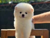 SAĞLIK VE IRK GARANTİLİ POMERANİAN KÖPEĞİ