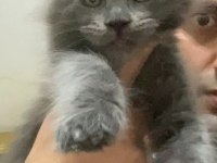 XXL YURT DIŞI ÜST KALİTE ERKEK KEDİLER