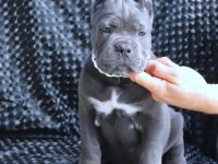Fcı-Kıf Secereli Safkan Cane Corso Köpekler