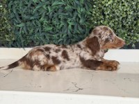 Dapple merle mini dachshund longhair