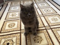 Yetişkin Kısır Dişi British Longhair