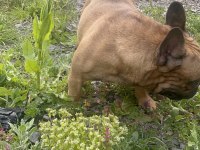 Fransız bulldog yetişkin