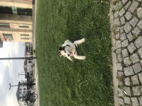 Orjinal Husky safkan