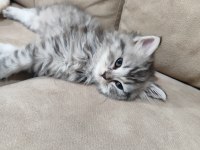 2 Aylık British Longhair Erkek Dünya Tatlısı