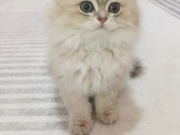 Saf kan British Longhair Blue Golden yavrular