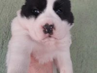 Alabay köpeği yavrularım
