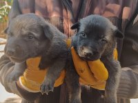 SAFKAN BELÇİKA KURDU MALINOIS YAVRULARI 5 ERKEK-5 DİŞİ