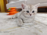 Erkek British 2 Aylık
