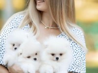 Mersin yavru pomeranian