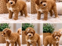 Poodle Ayarında Maltipoo 