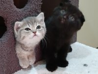 British shorthair saf ırk yavrular
