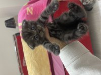Scottish fold kediler