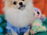 Şecereli Teacup Pomeranian Yavrularımız