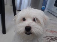 Dünya tatlısı maltese