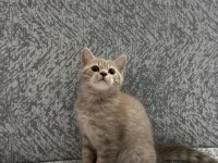 British shorthair yavrularımıza yeni yuva arıyoruz