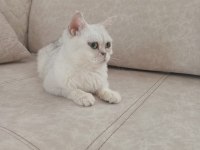 British shorthair