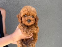 Kore teacup poodle