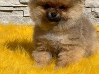 Antalya pomeranian boo
