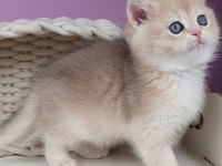 British Shorthair Golden Yavru Safkan