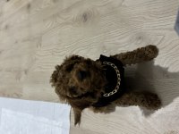 2,5 Aylık Aşılı Tuvalet Eğitimli Toy Poodle