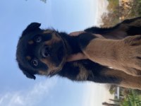 Üst kalite rottweiler yavrular