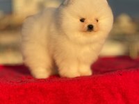 Pomeranian boo yavrular