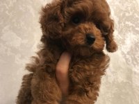 KALİTELİ TOY POODLE YAVRULARI