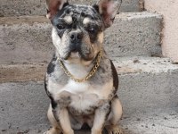 French Bulldog Dişi