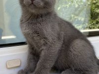 Gri Kırık Kulak Yavru Kedimiz