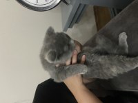 Scottish fold kedisi