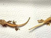 CRESTED GECKO YAVRULAR