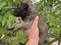 Belçika Malinois Yavrularımız 
