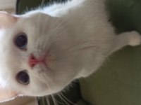 British shorthair