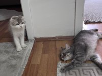 British shorthair yavrularımız sahiplendirilecektir
