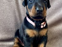 Safkan Doberman Yavruları – Şampiyon Kan Hattı