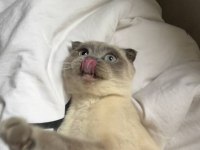 Acil Scottish Fold Ücretsiz Sahiplendirme