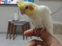 Papağan sultan lutino