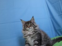İlloai ve Arthur eşleşmesi son iki kız şecereli maine coon