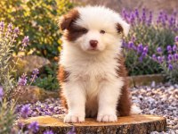 Çok İyi Border Collie Yavruları