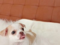 Irk Şampiyonu Babadan SAFKAN Chihuahua