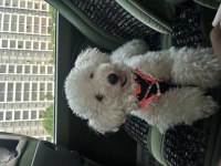 Poodle 1 Yaşında Dişi