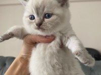 A KALİTE BLUEPOİNT LİNX POİNT BRİTİSH BEBEKLER