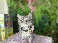 Yeni Ailesini Arayan Irk Sağlık Garantili British Shorthair